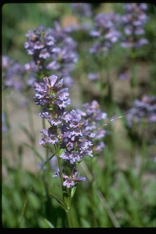Penstemon anguineus 5