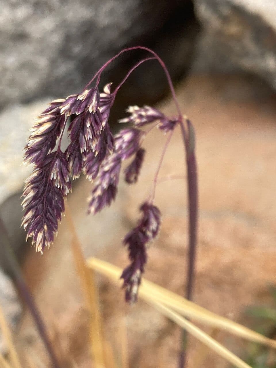 Poa 4