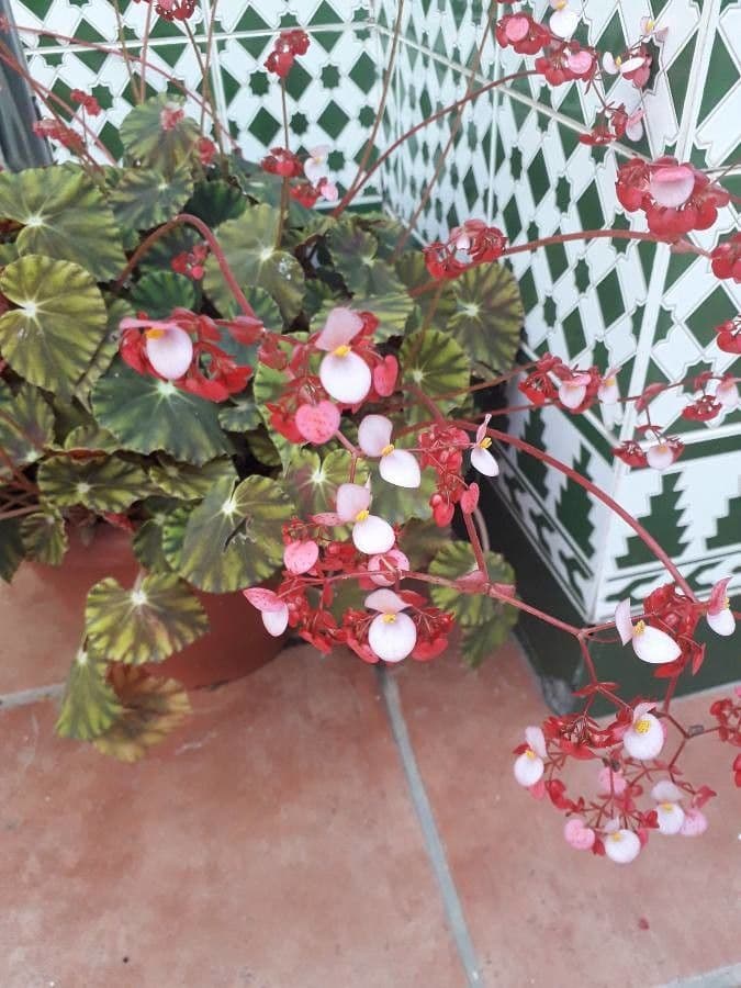 Begonia rex 6