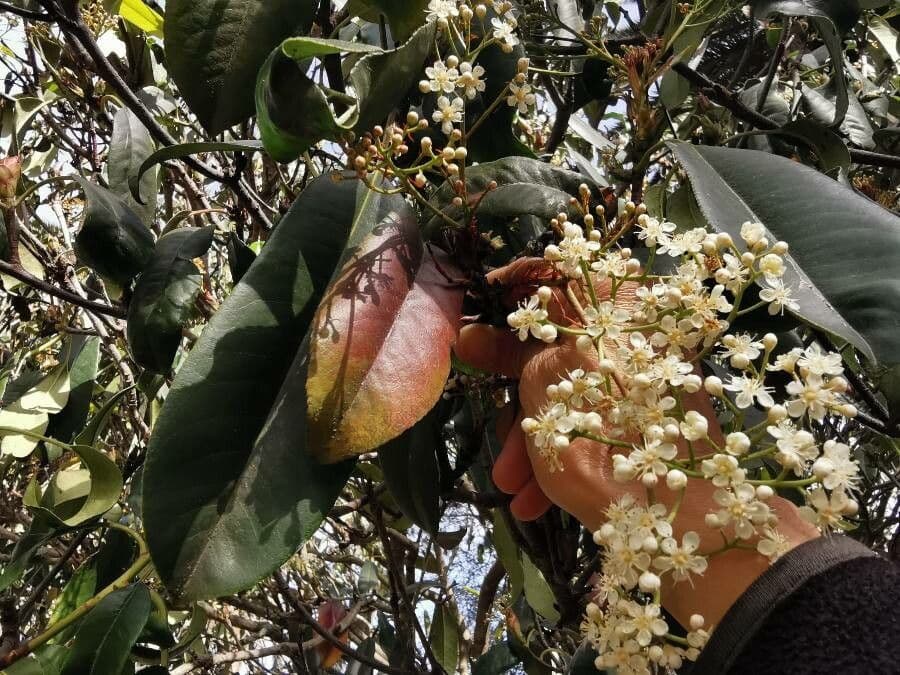 Photinia serrata 9