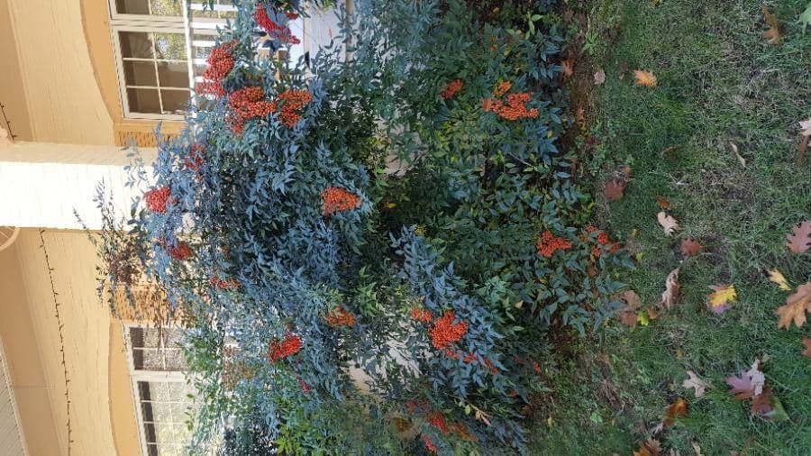 Nandina