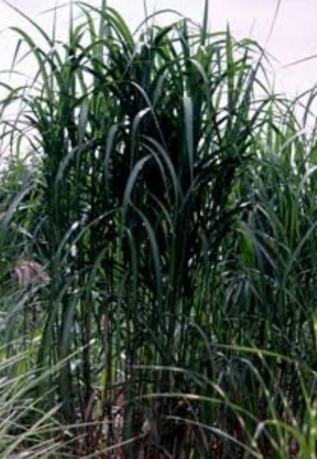Miscanthus cukroplodý 11