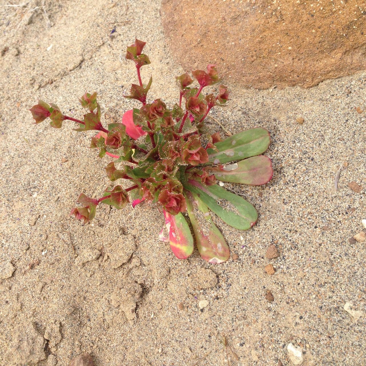 Mucronea perfoliata 4