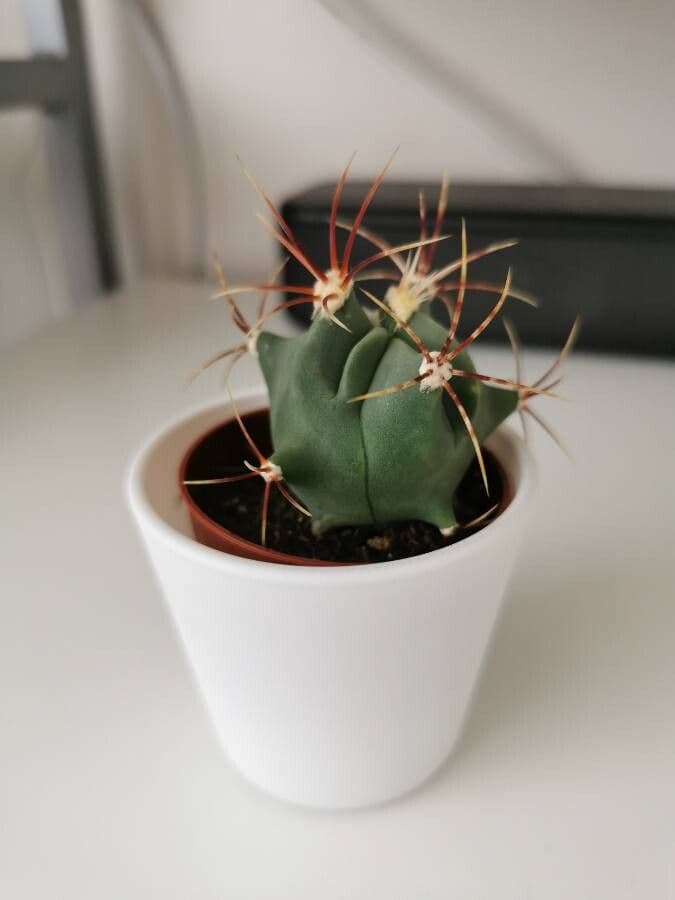 Cactus a botte di Emory 16