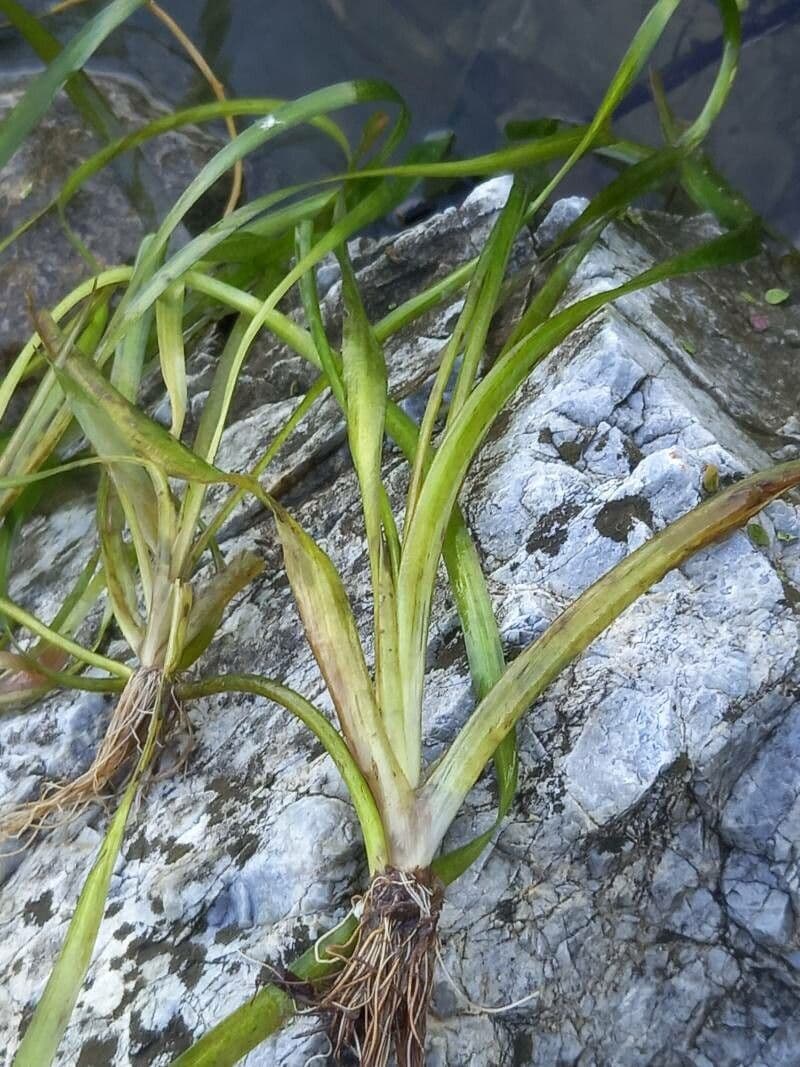Vallisneria a spirale 17