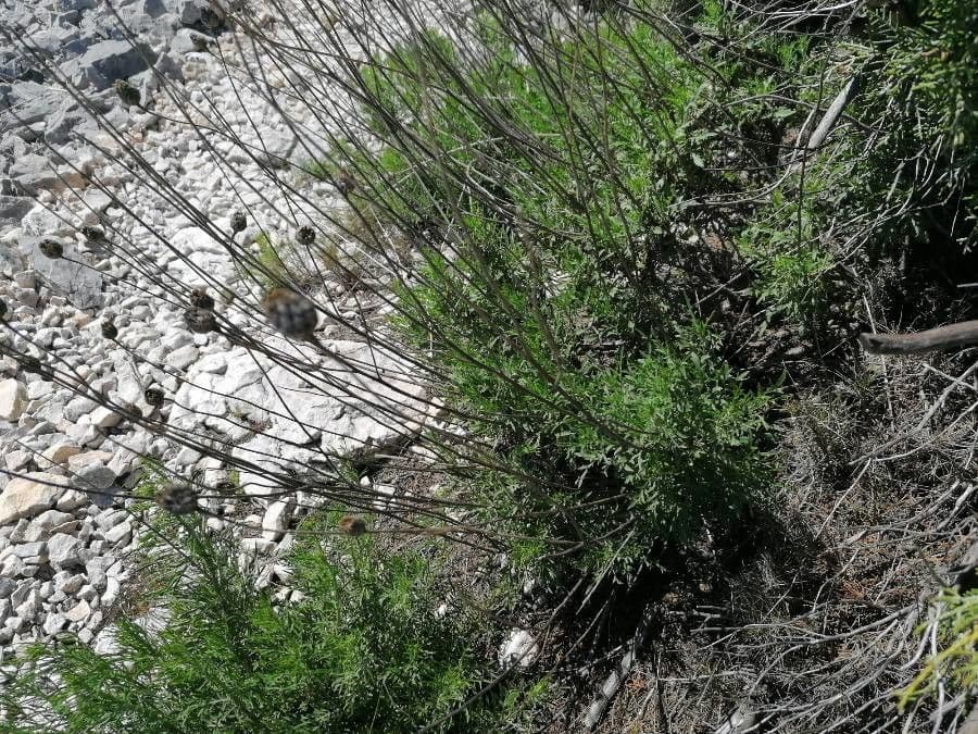 Cheirolophus 22