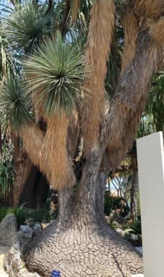 Flaschenbaum