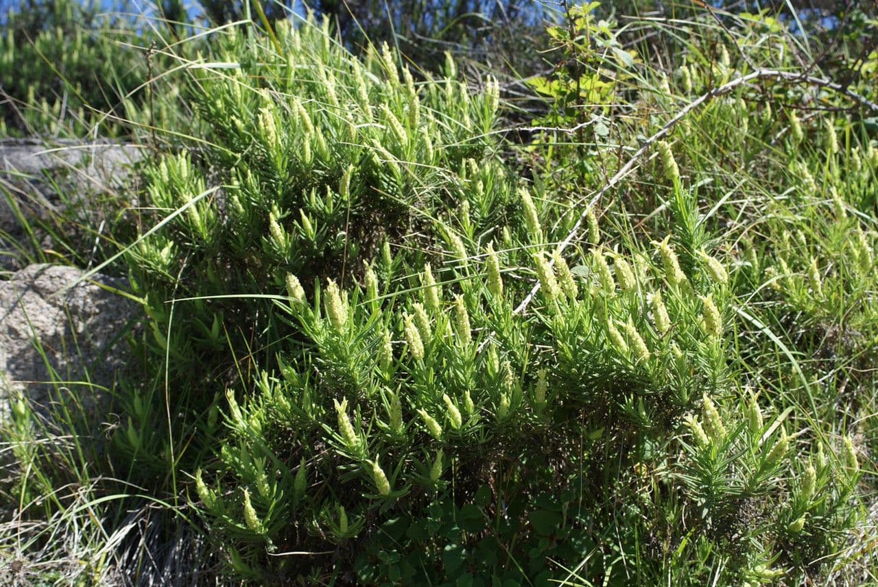 Lavanda verde 11