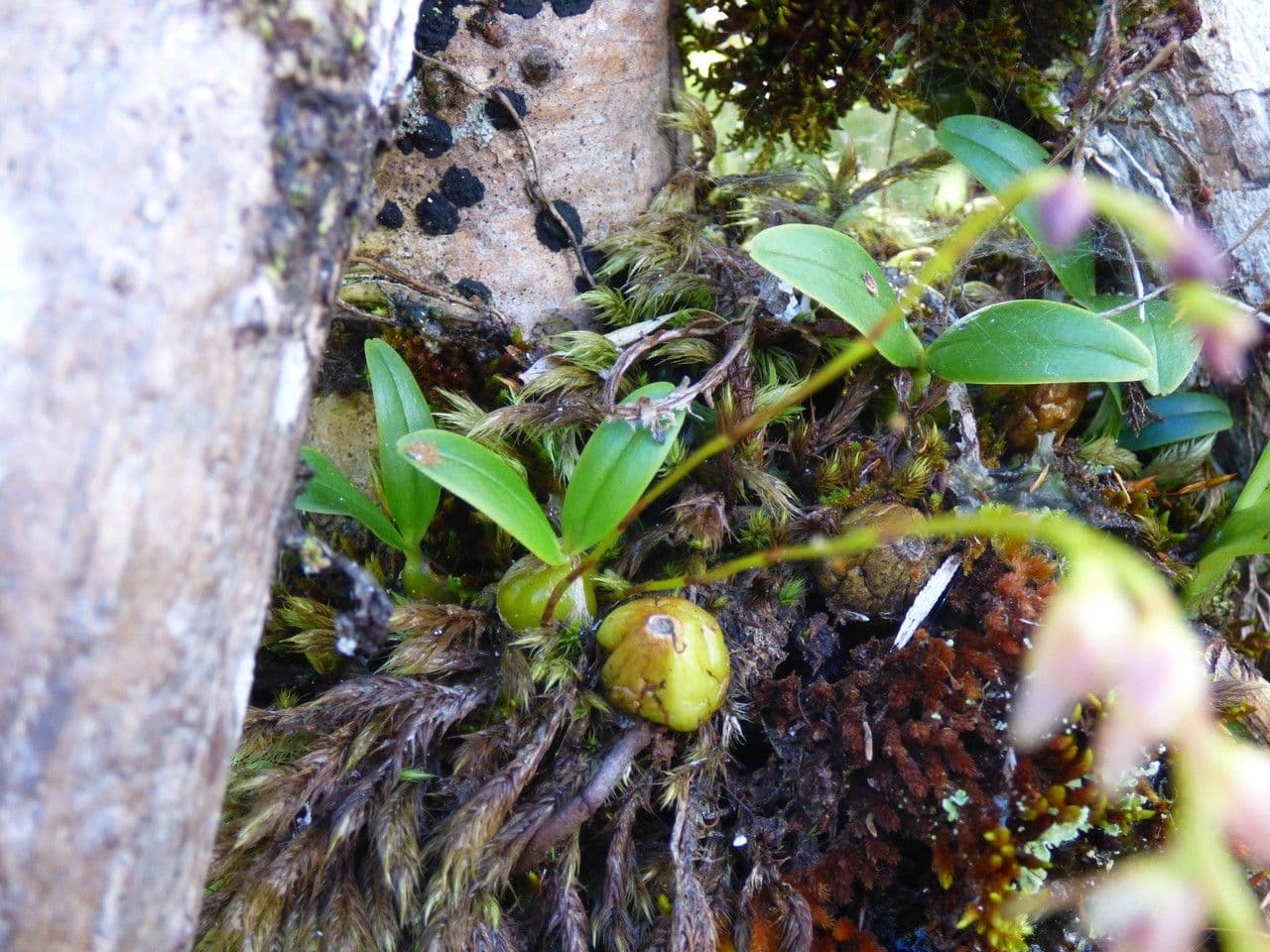 Bulbophyllum 9