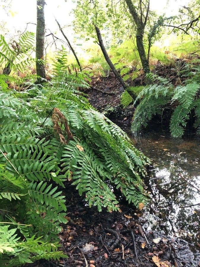 Długosz królewski 19