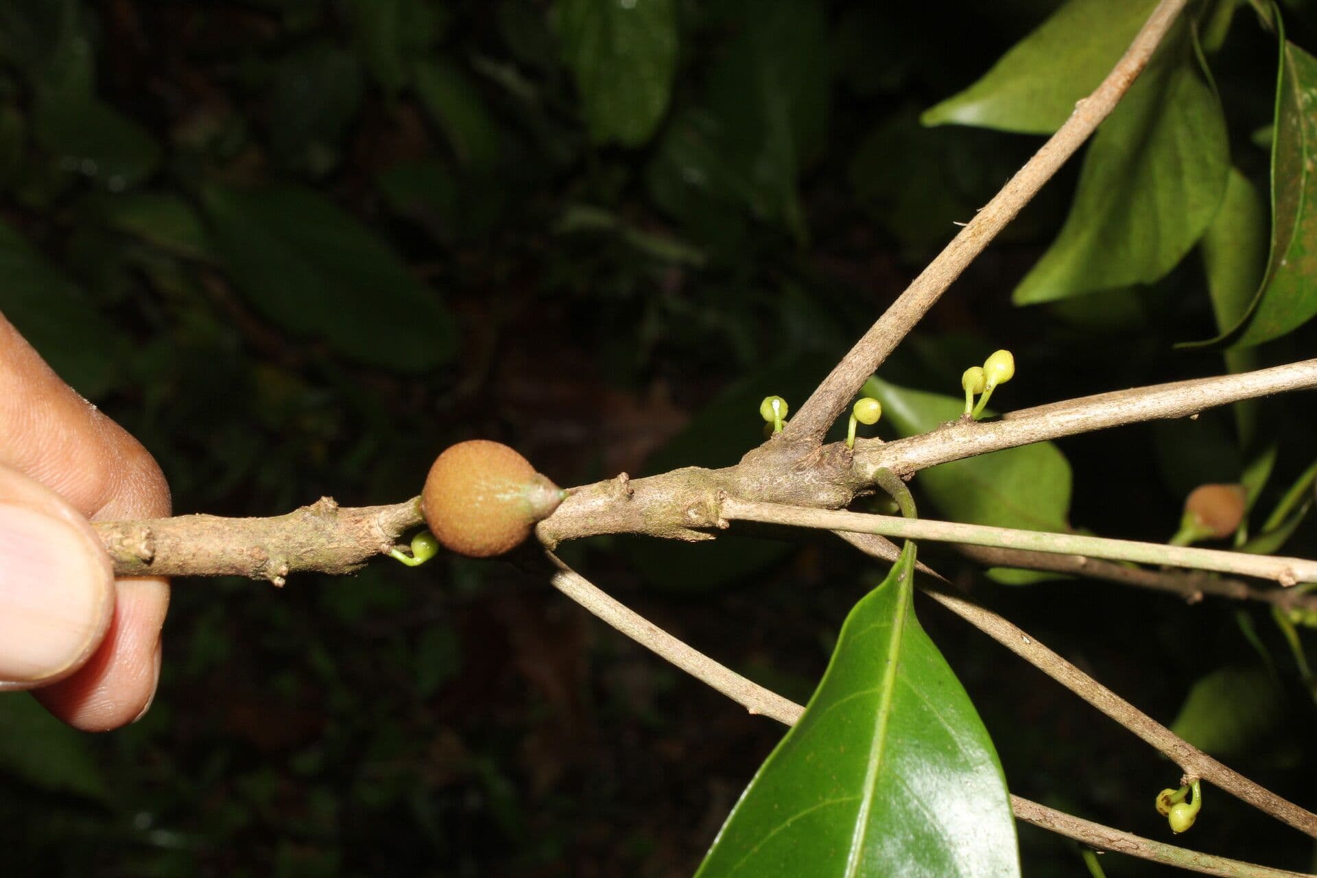 Pouteria