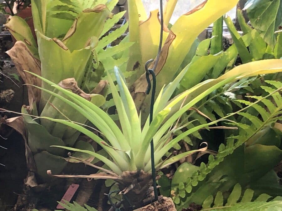 Tillandsia complanata 3