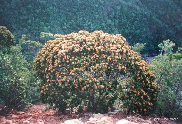 Tristaniopsis 12