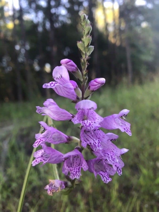 Physostegia angustifolia 2