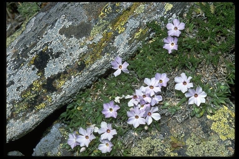 Phlox 2