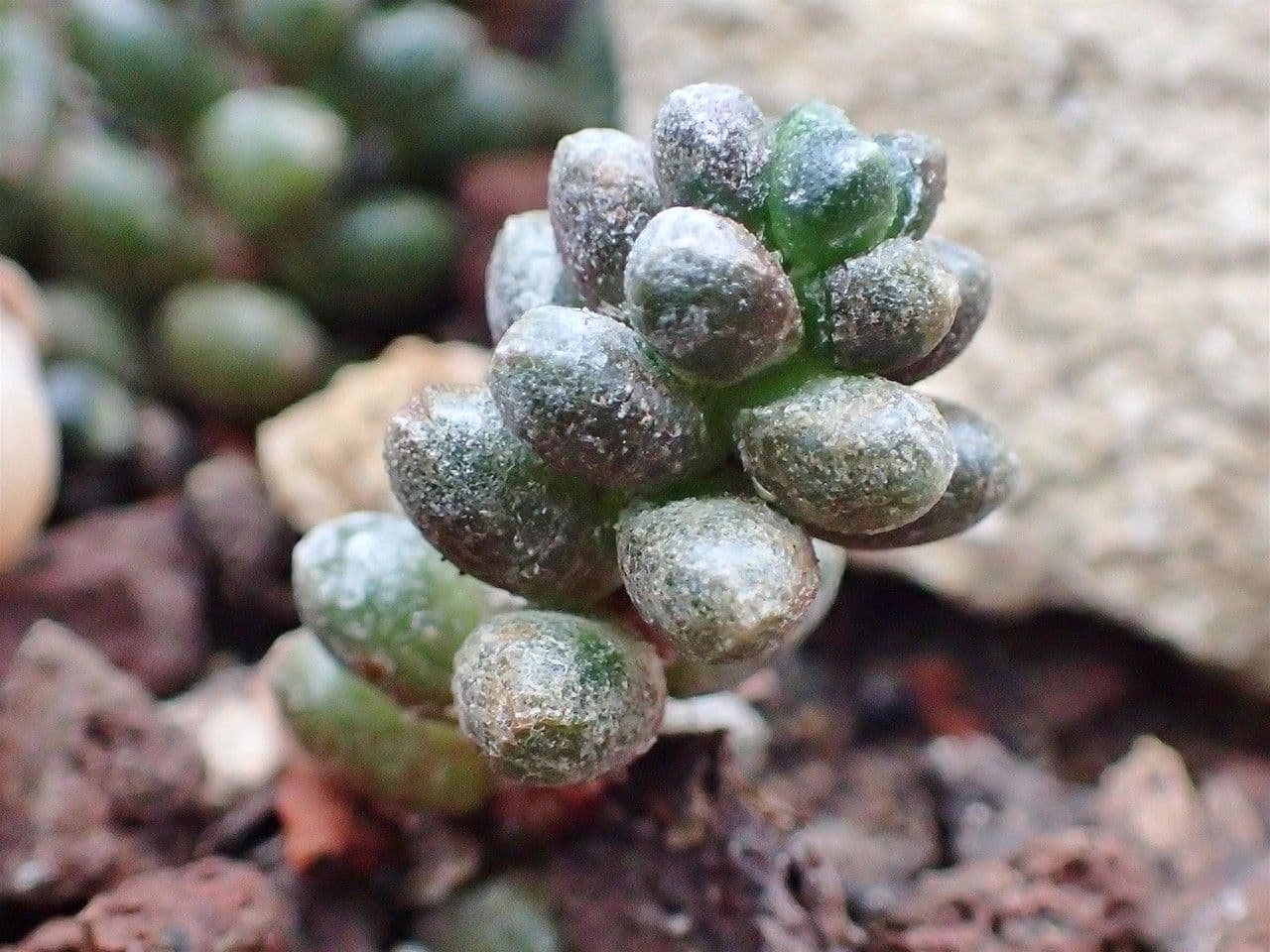 Borracina 5
