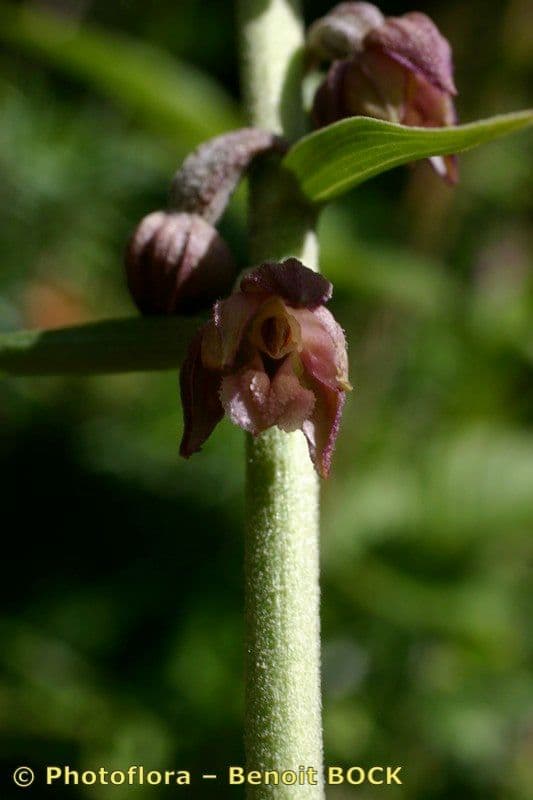 Elleborine violacea 3