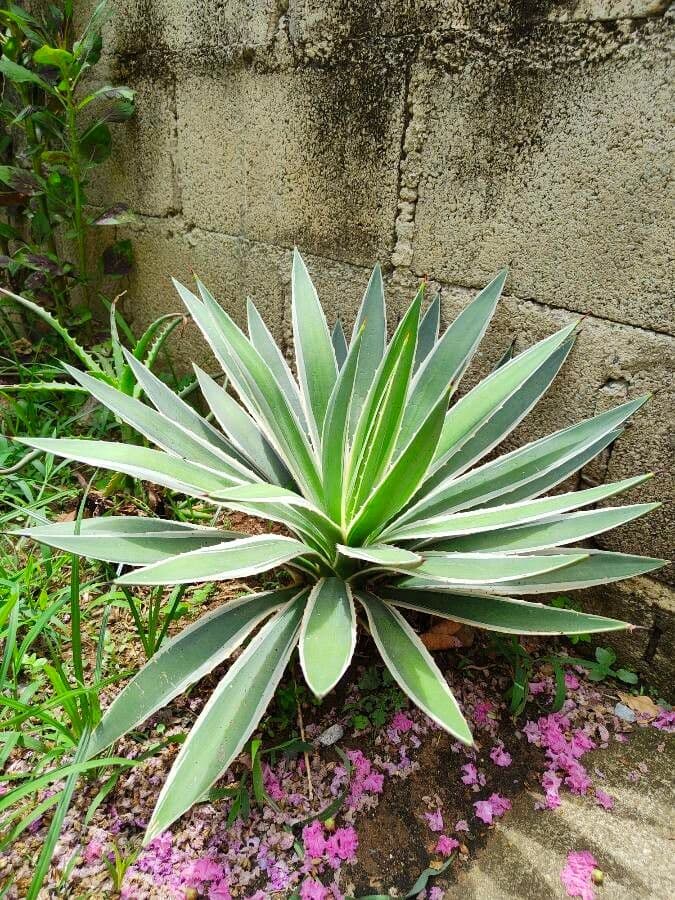 Garten-Sisal 12