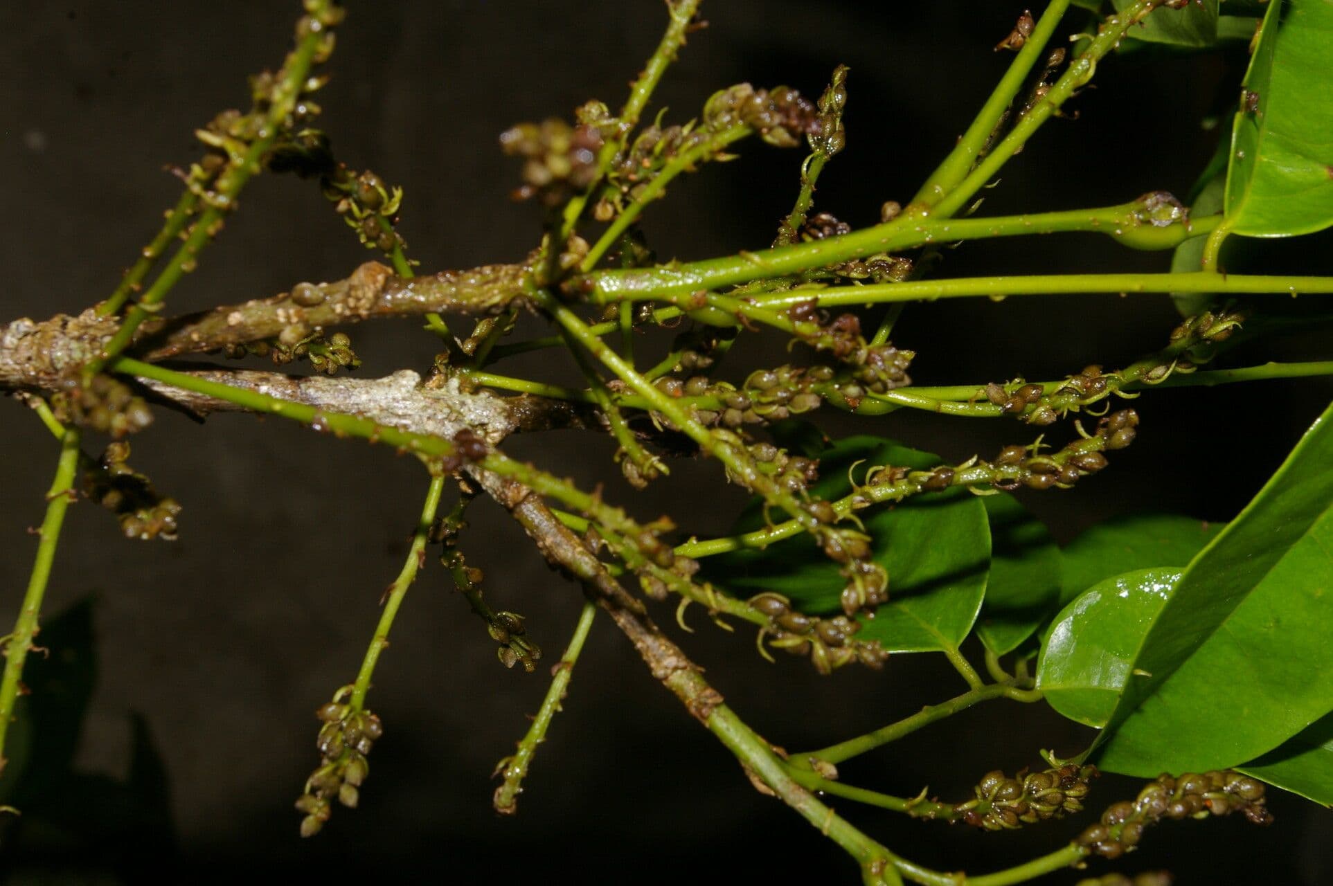 Pterocarpus 2