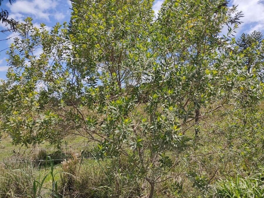 Baccharis dracunculifolia 10