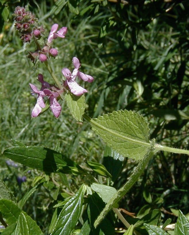 Stachys bullata 9