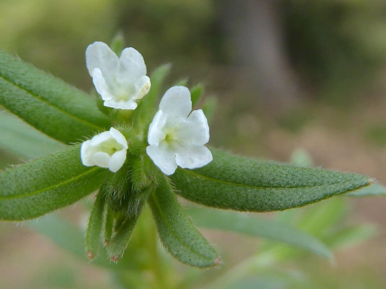 Corn gromwell 9