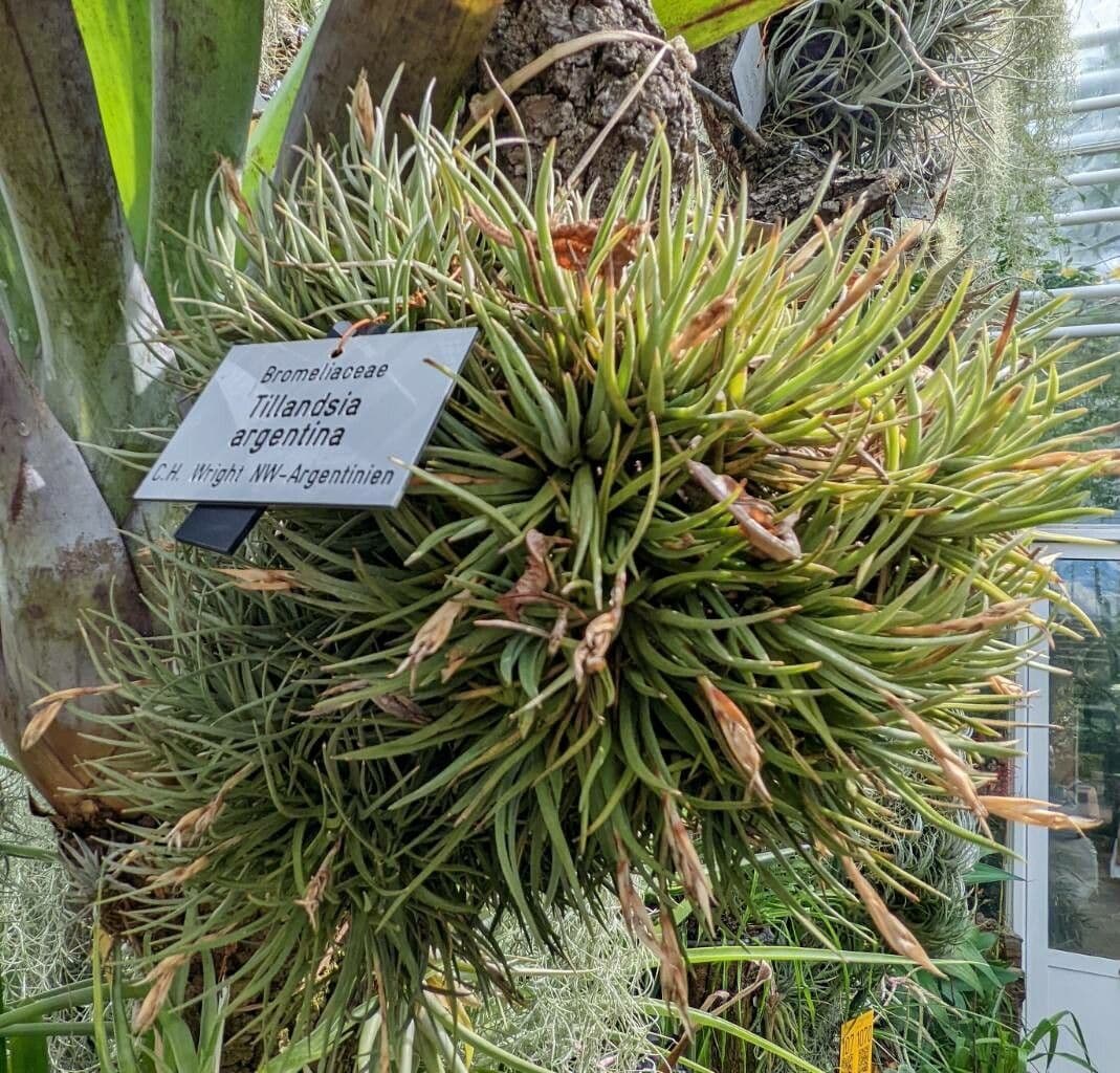 Tillandsia 6