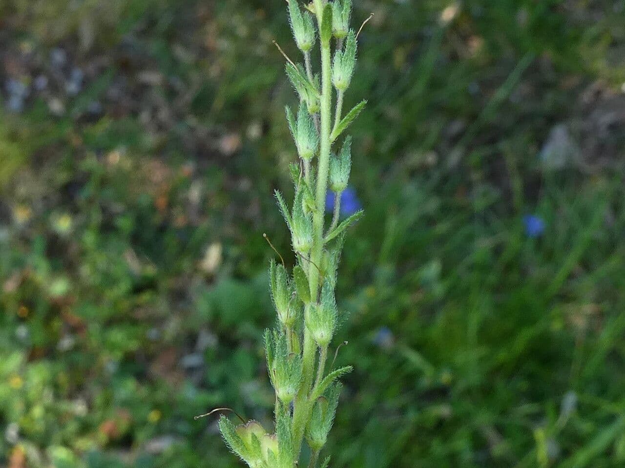 Veronica austriaca 3