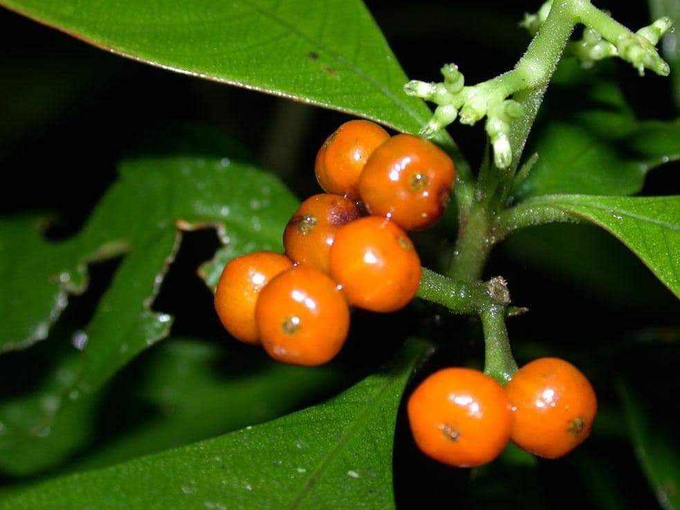 Psychotria 2