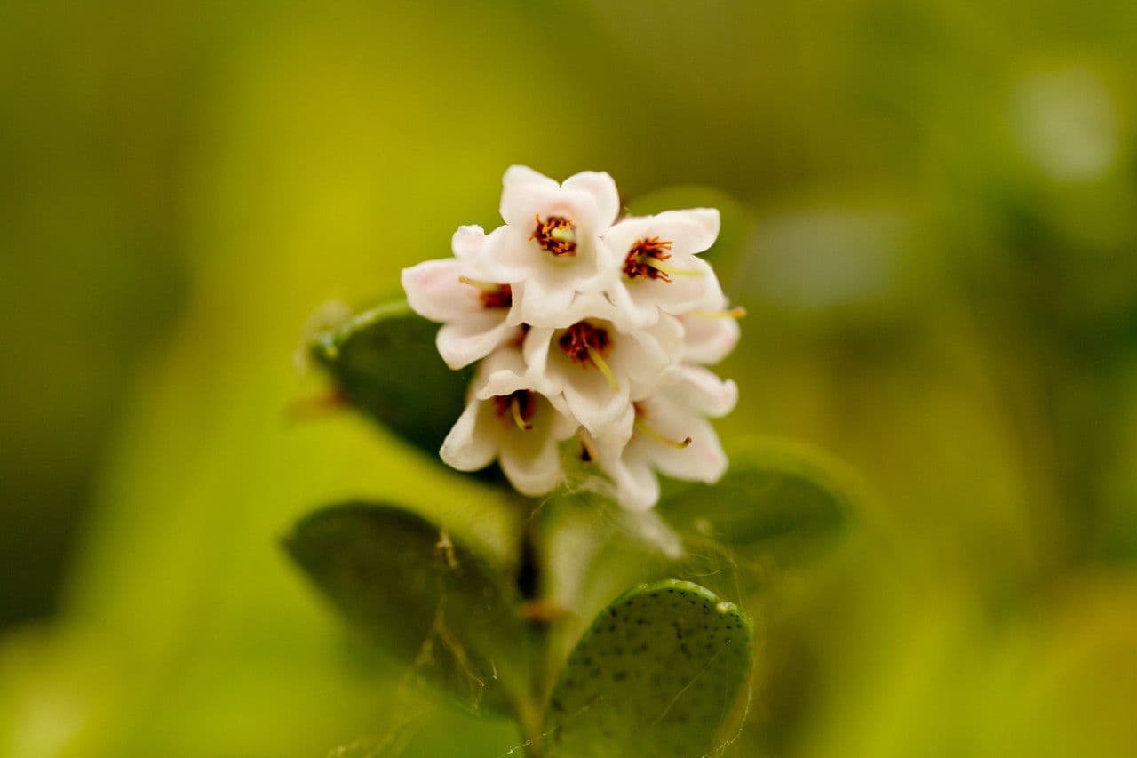 Borówka brusznica 6