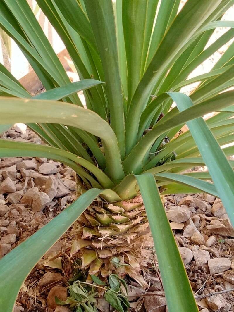 Fels-Yucca 17