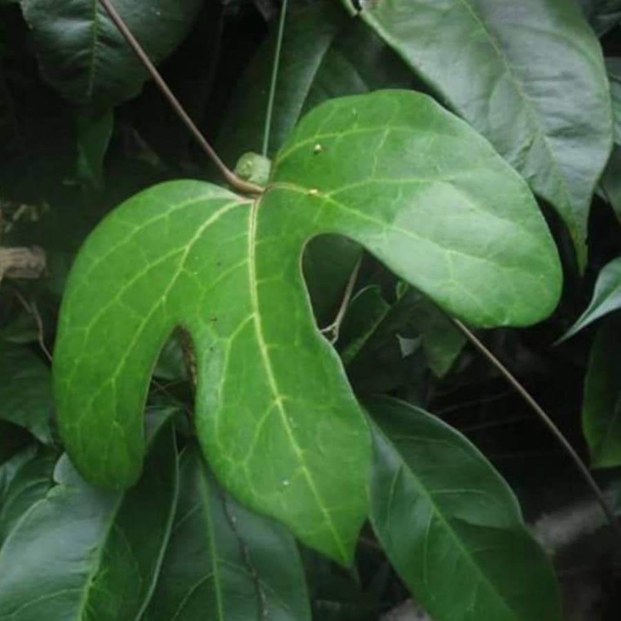 Barbakollo 8
