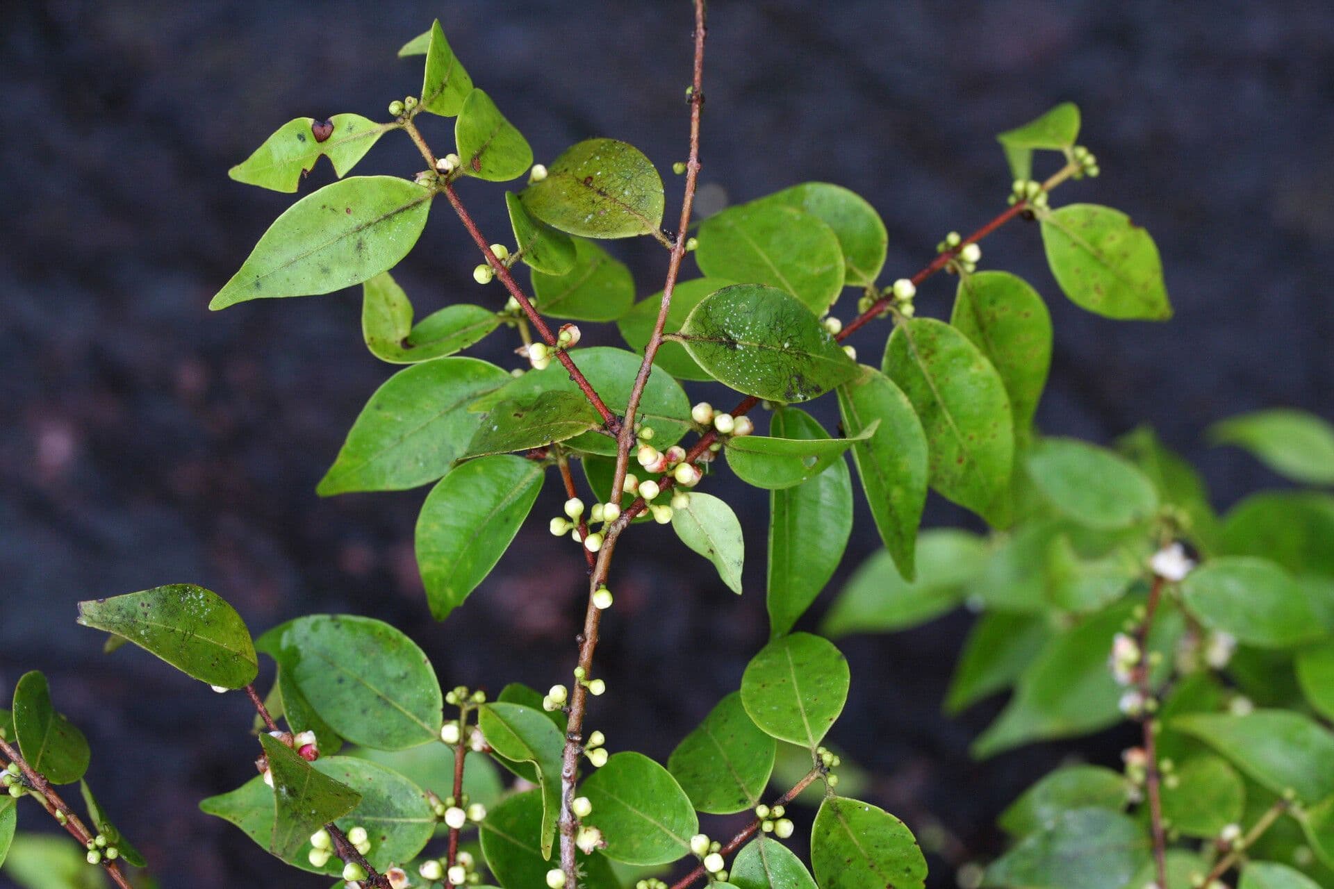 Guayaba de olor 5