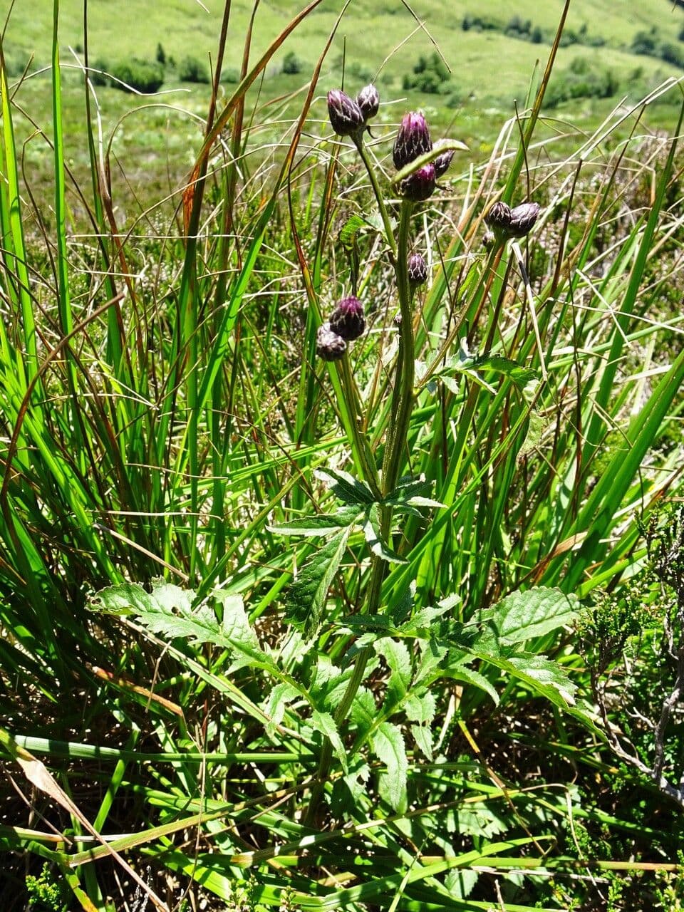 Serratula comune 13