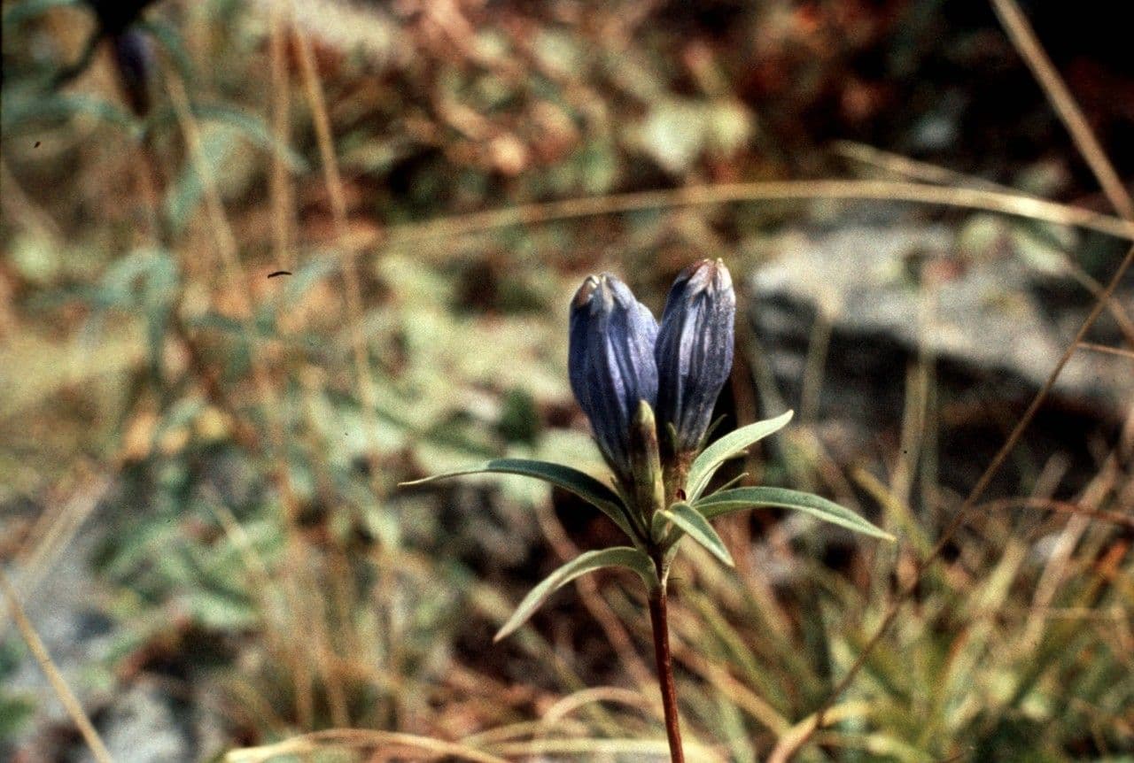 Genziana lineare 9