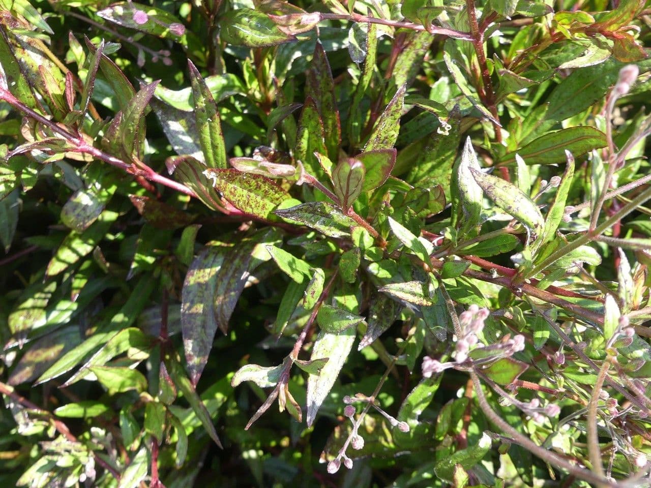 Ayapana triplinervis 10