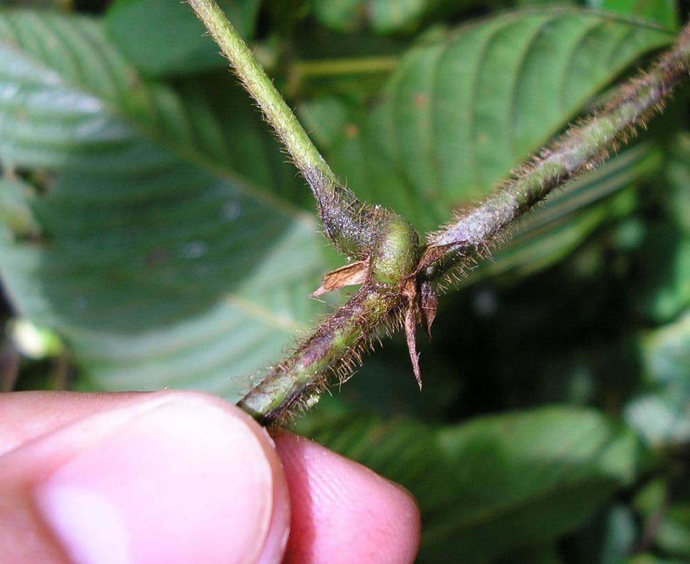 Macropsychanthus 11