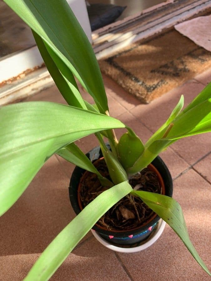 Oncidium 13