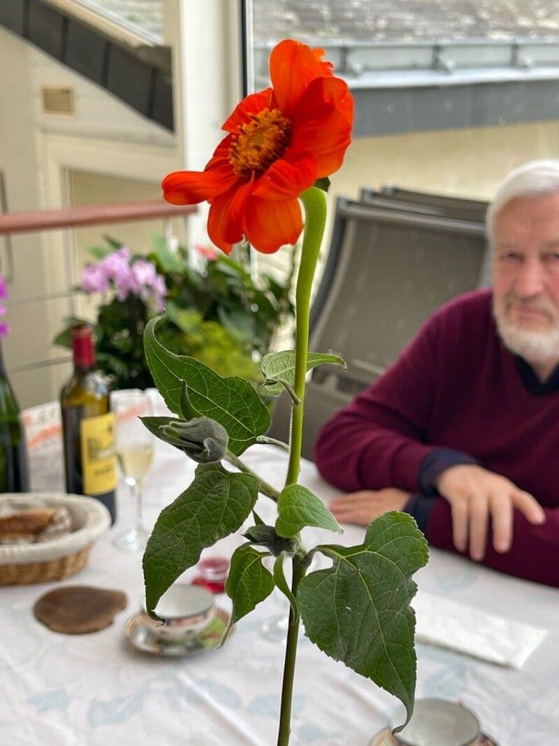 Tithonia rotundifolia 12