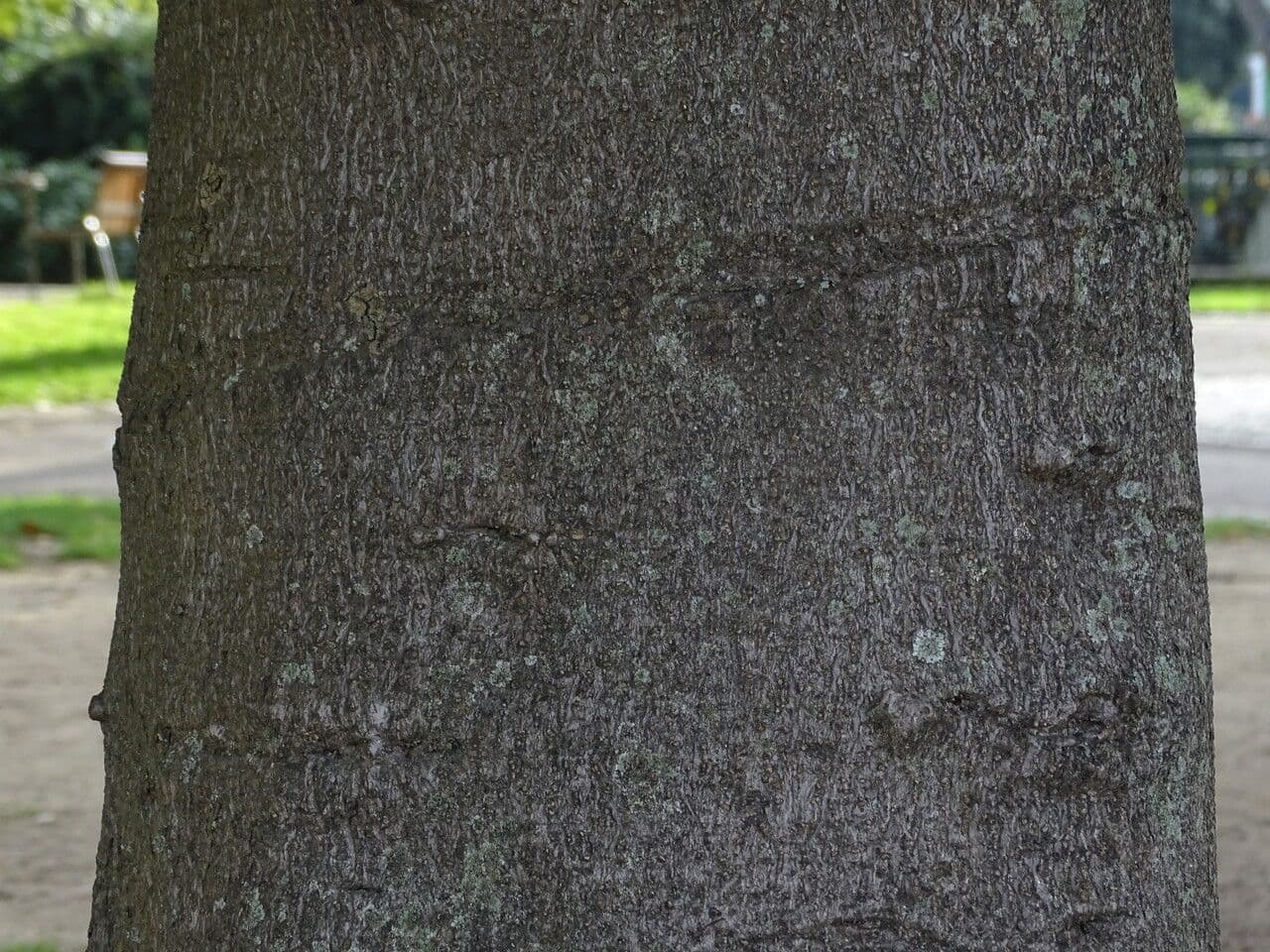 Karapofrucht 23