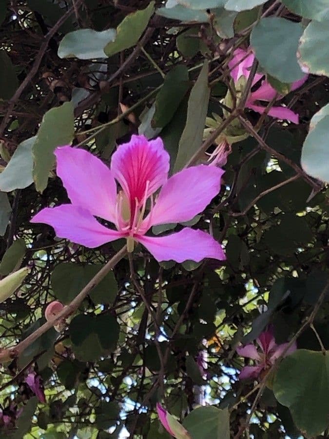 Bauhinia purpurea 7