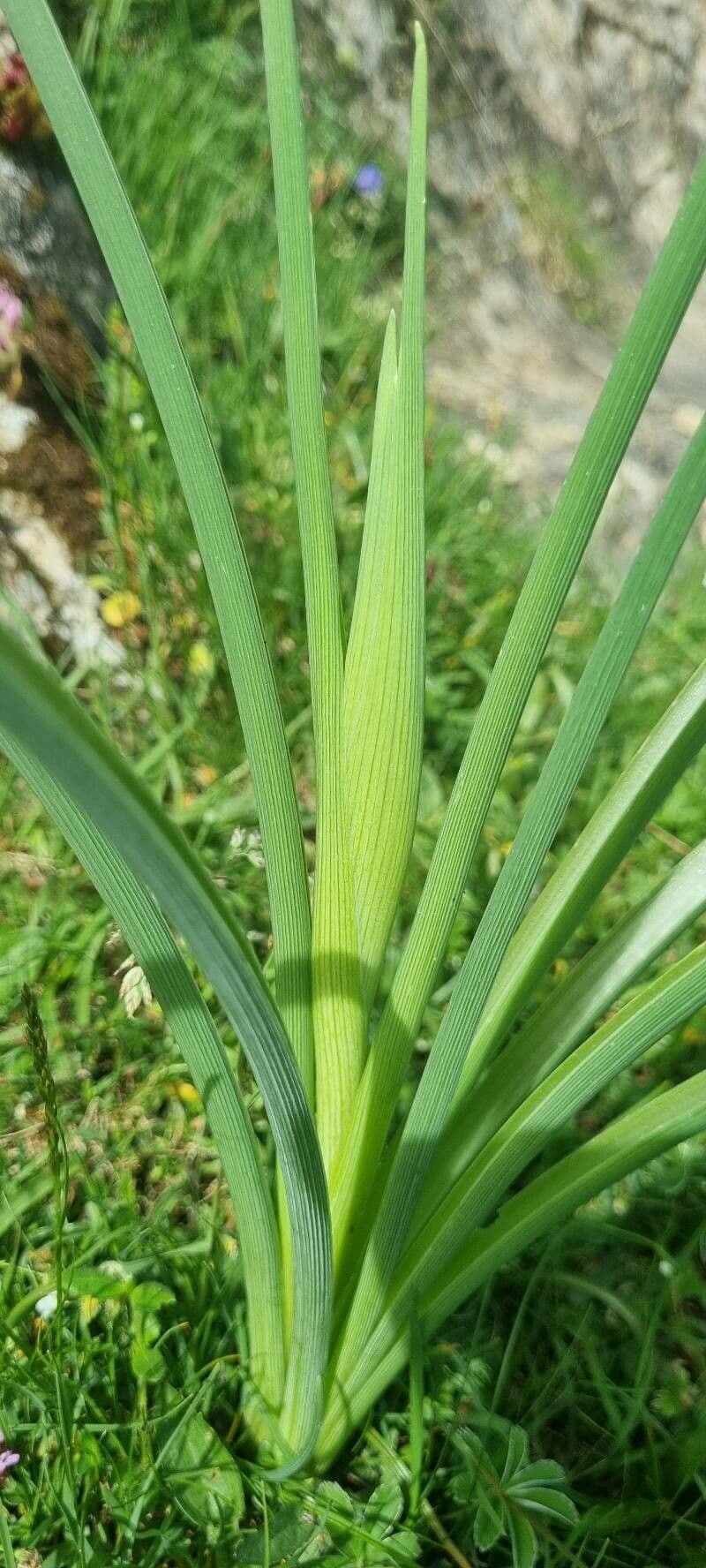 Iris xiphium 27