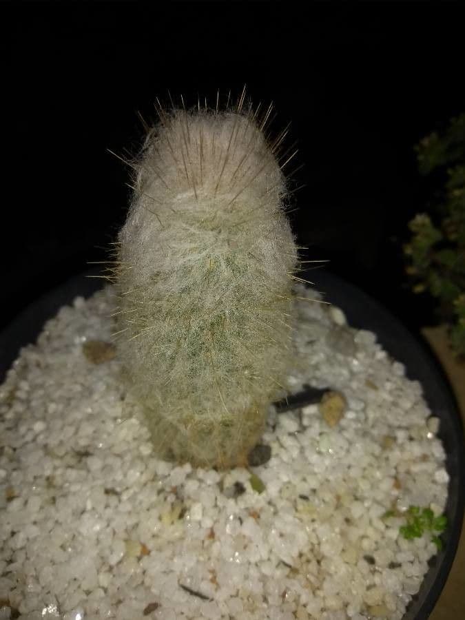 Cabega 7