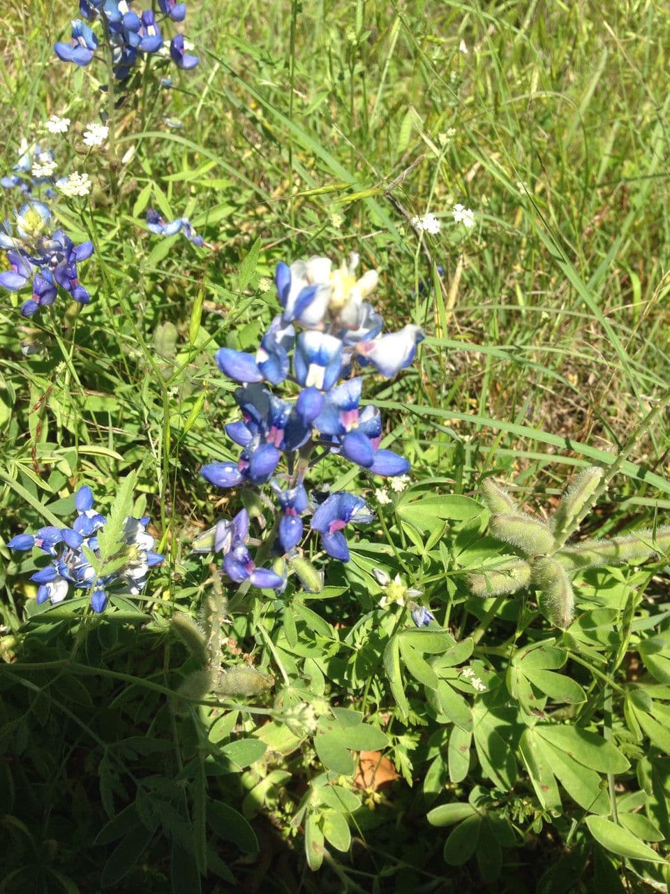 Lupinus texensis 11