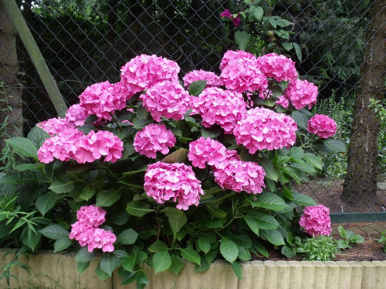Hortensia 13