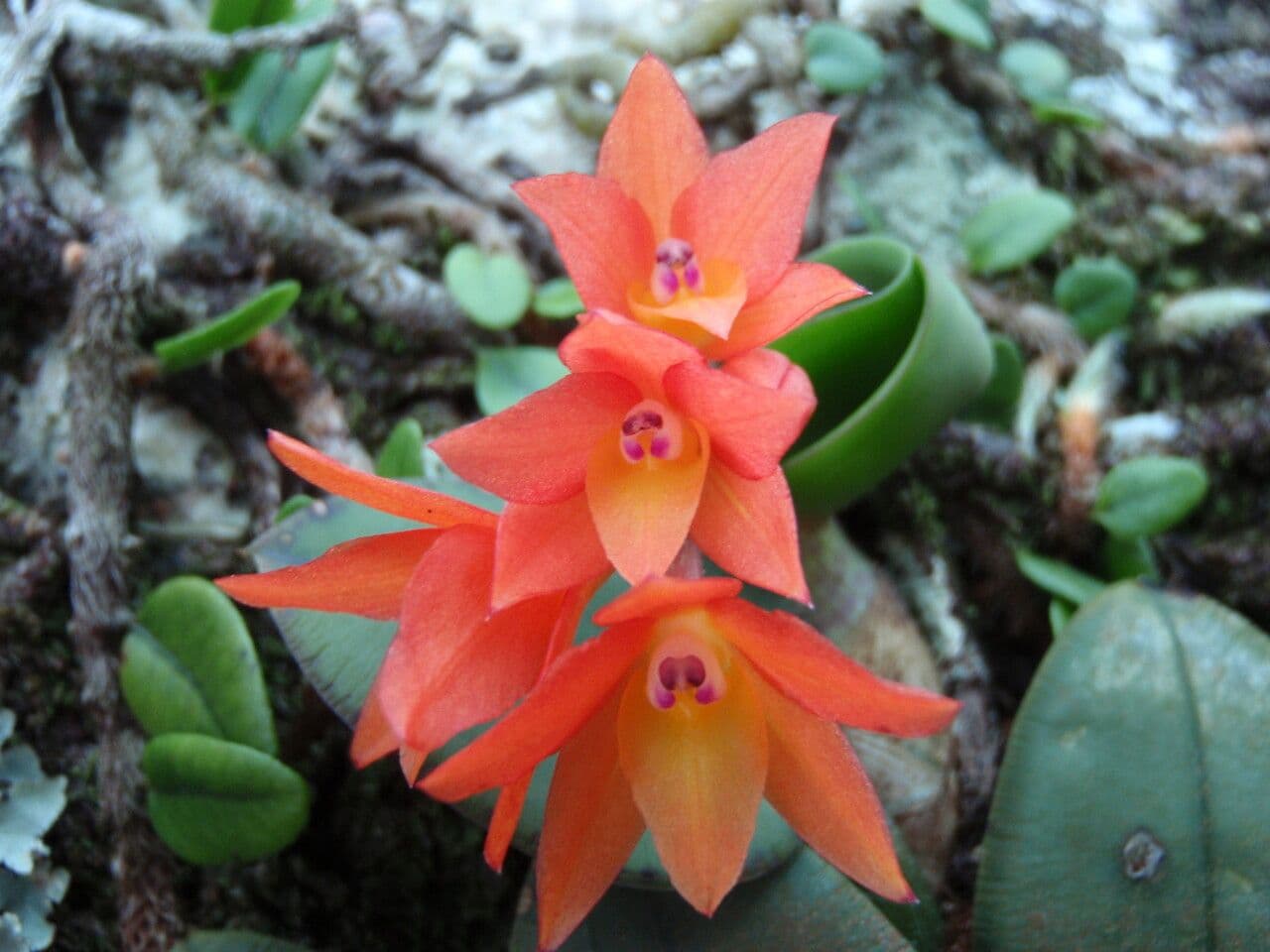 Cattleya