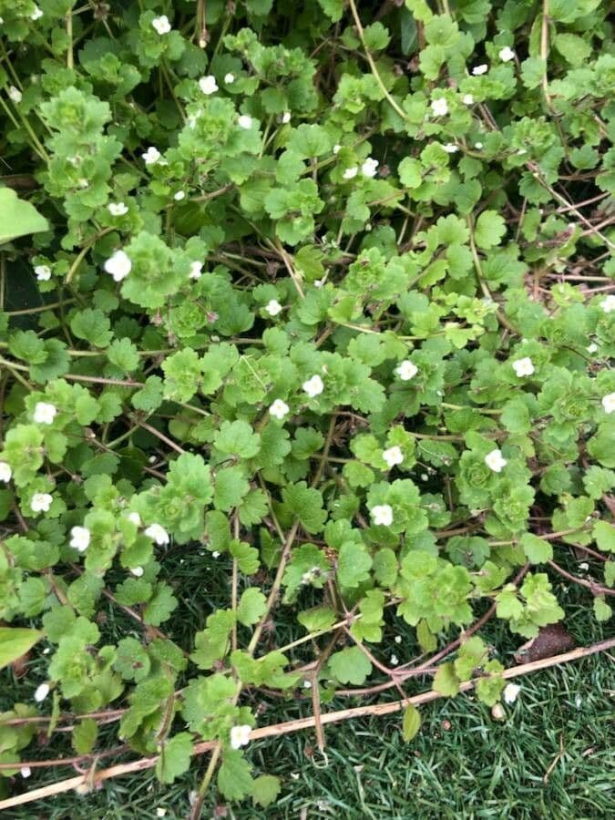 Veronica cymbalaria 16