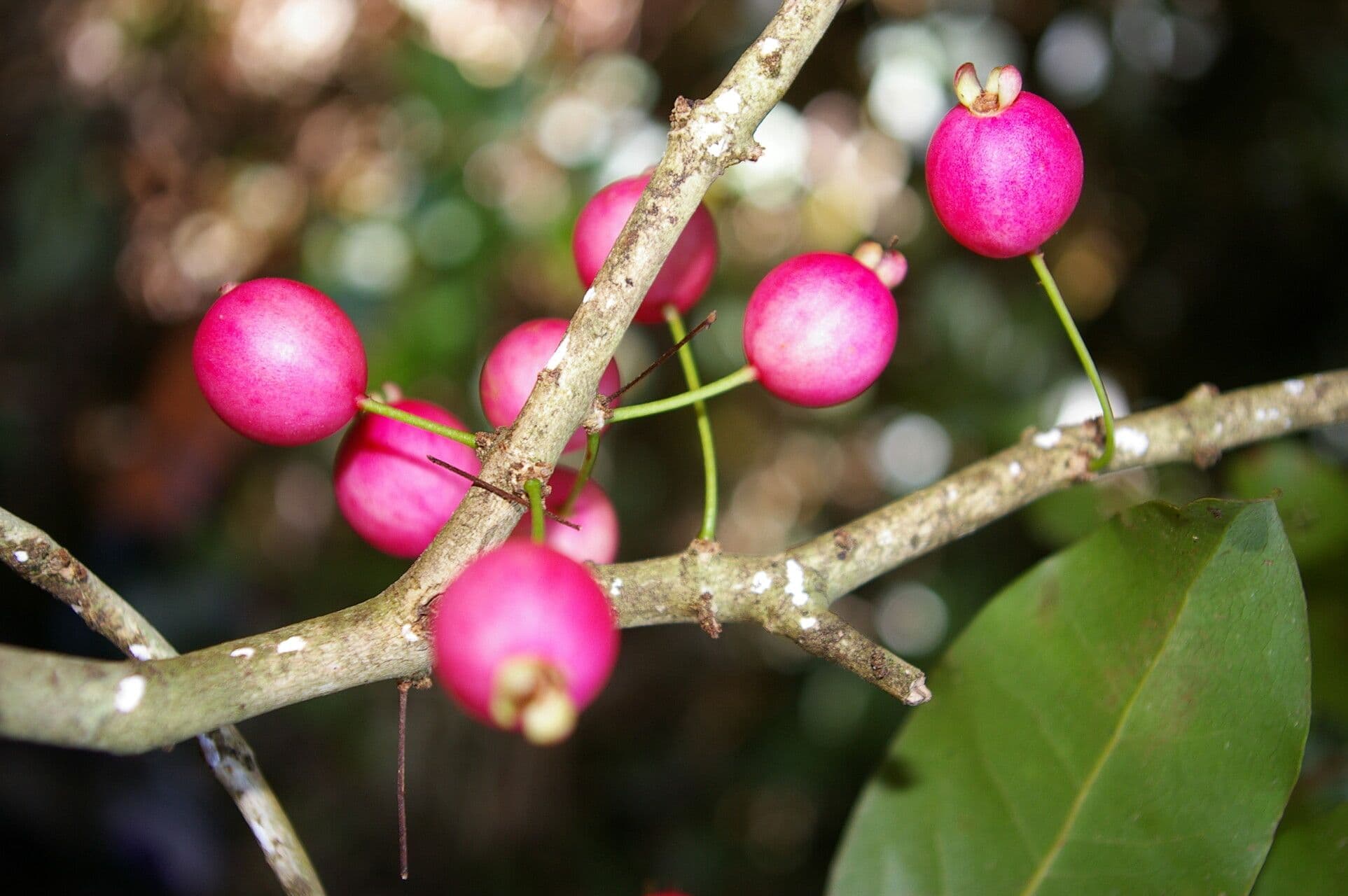 Eugenia 3