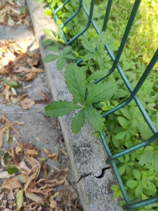 Cinquefoglie comune 18