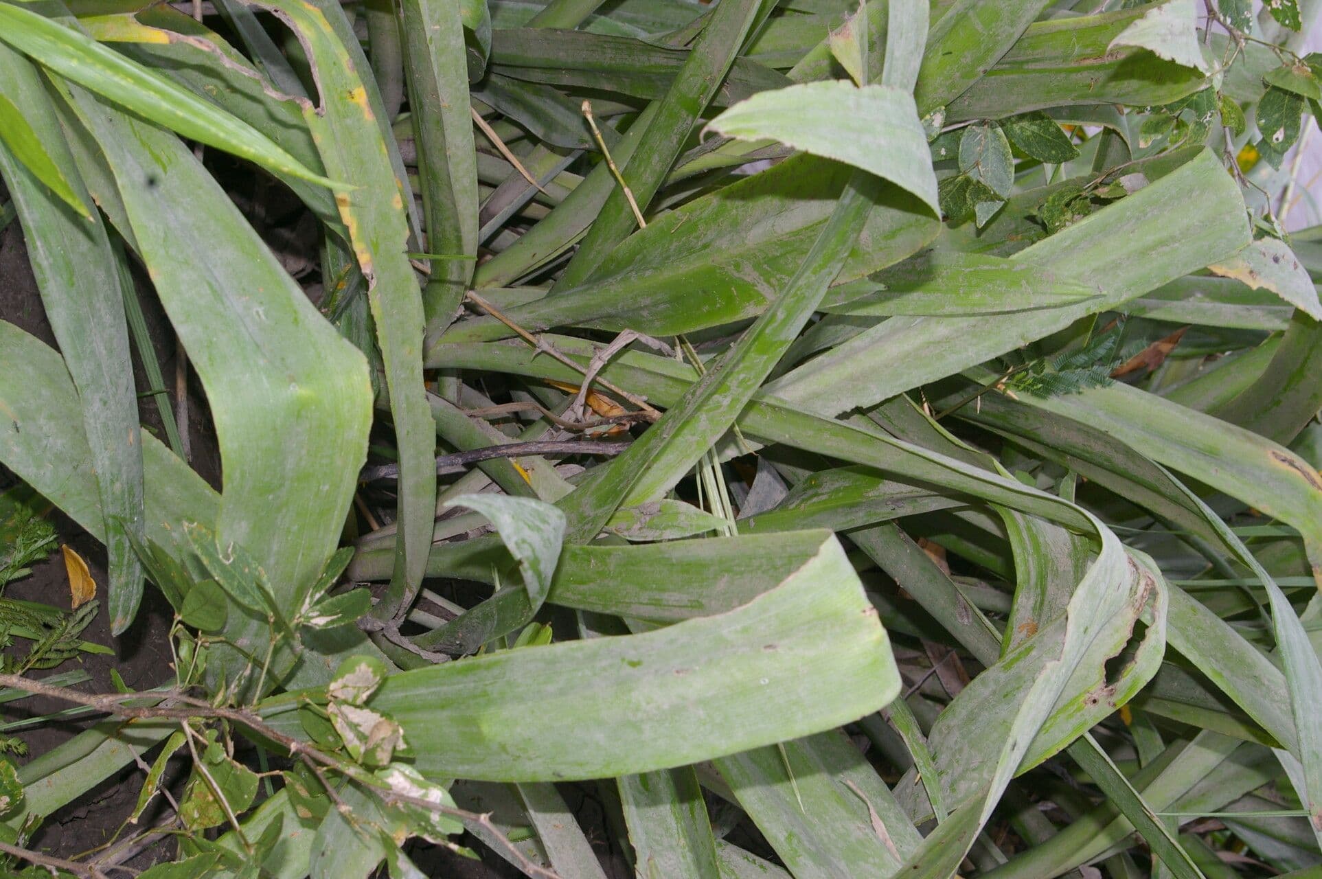 Crinum